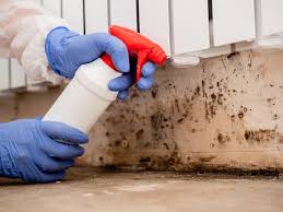 Biohazard Mold Removal in Langley, WA